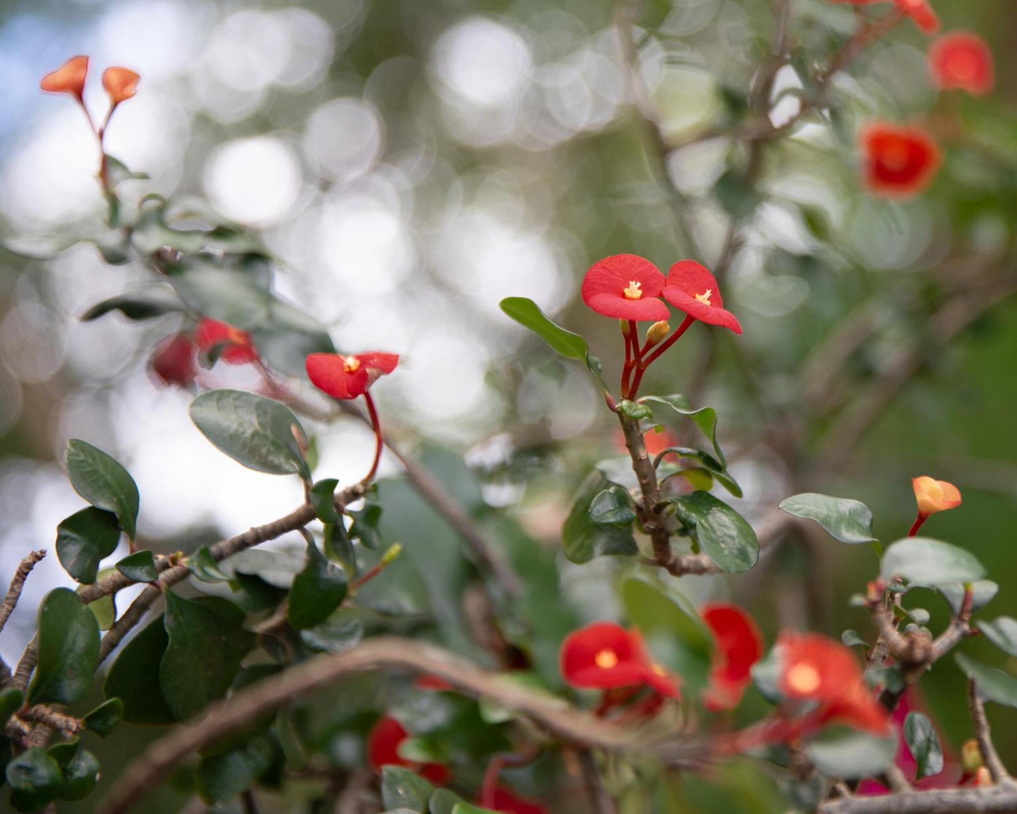 La Laguna Casa Marimba Bed & Breakfast エクステリア 写真