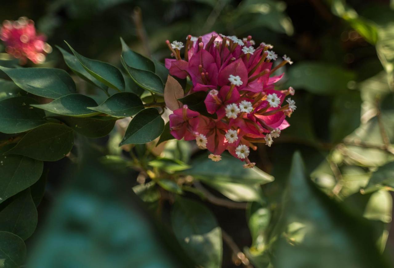 La Laguna Casa Marimba Bed & Breakfast エクステリア 写真